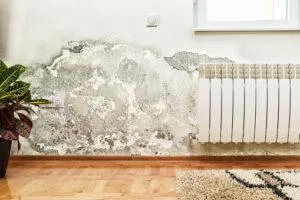 Mold Toxicity Symptoms & Treatment