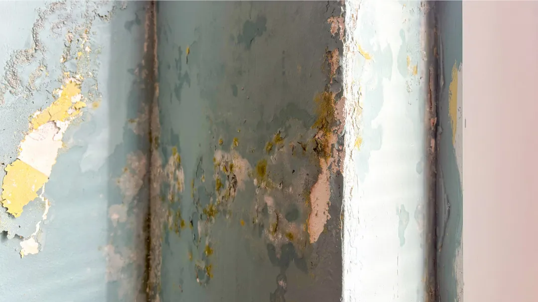 Mold on building materials: “Chaetomium mold growing on damp drywall after a water leak.”