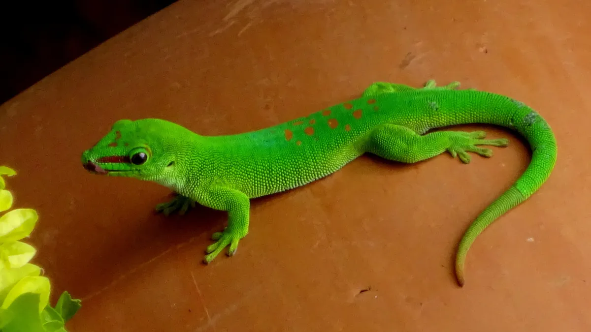 A green lizard on a tan brown background - symbolising resistance, which is sometimes referred to as the lizard brain.