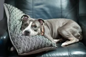 dog on couch