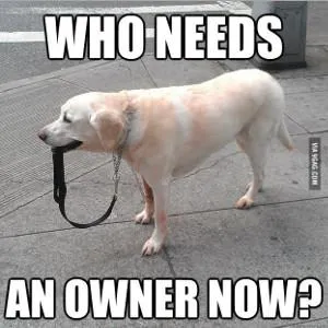 dog holding leash
