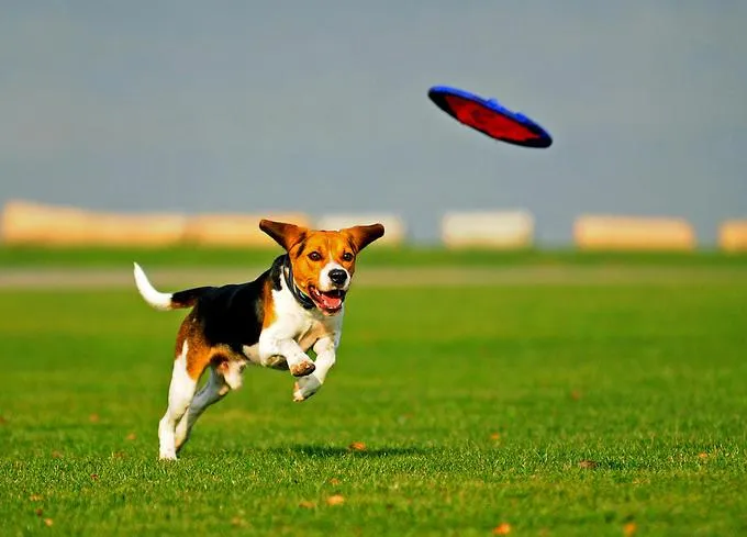 dog catching frisbee