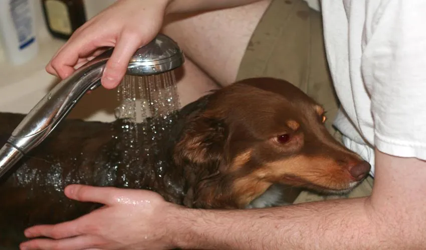 bathing dog
