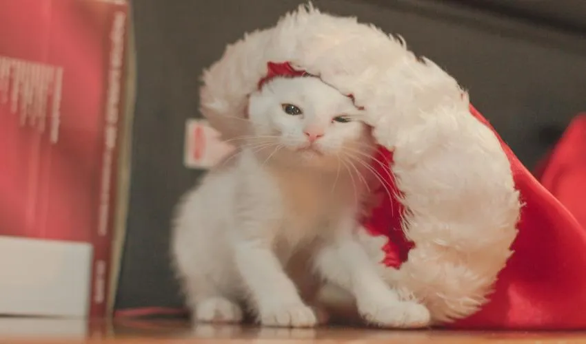 cat in Santa hat