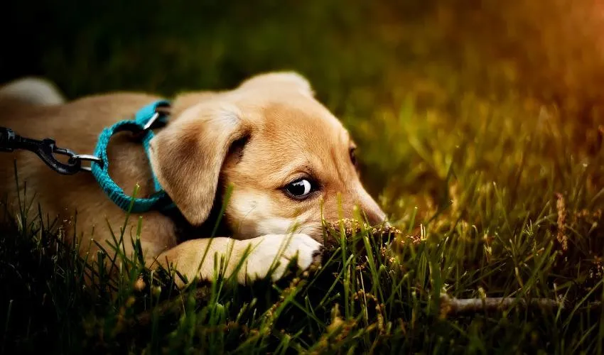 dog