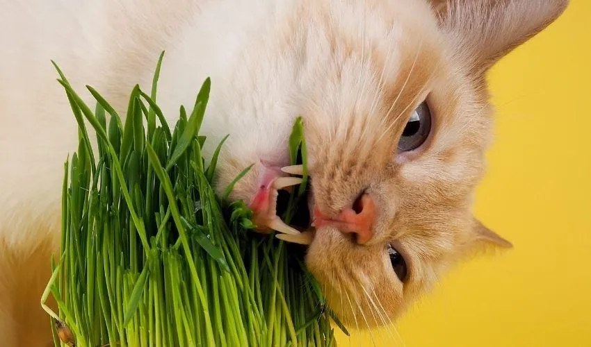 pet eating plant