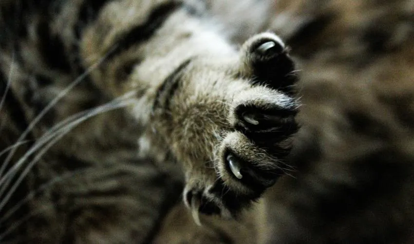 pet paw