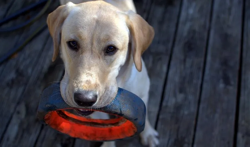 dog