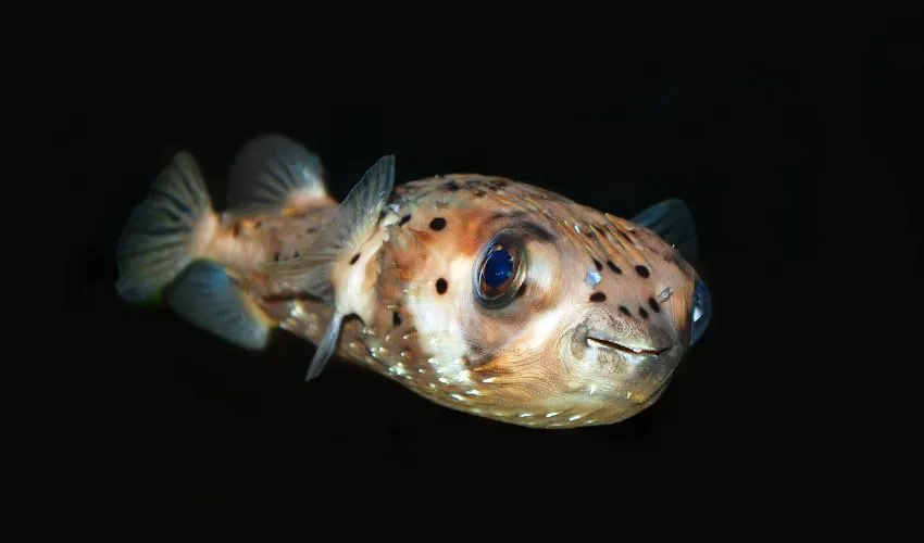 pufferfish