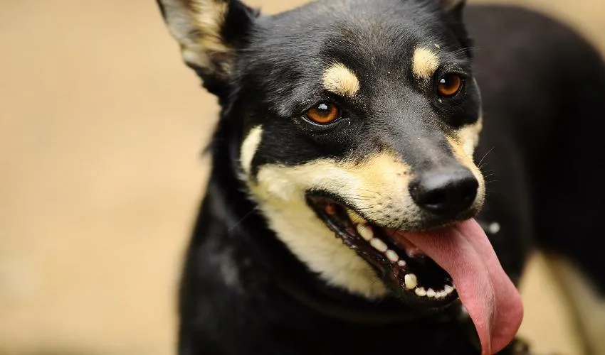 dog