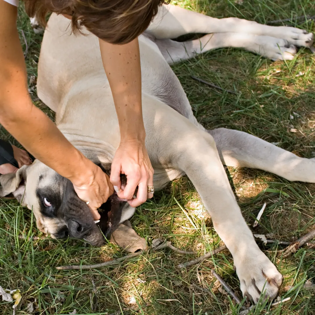 Dog Choking