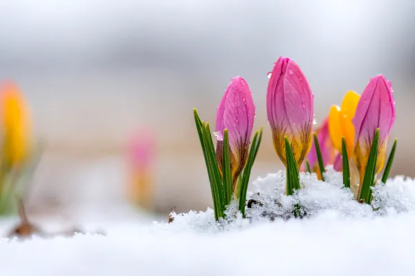 2026 - A Year of Emergence