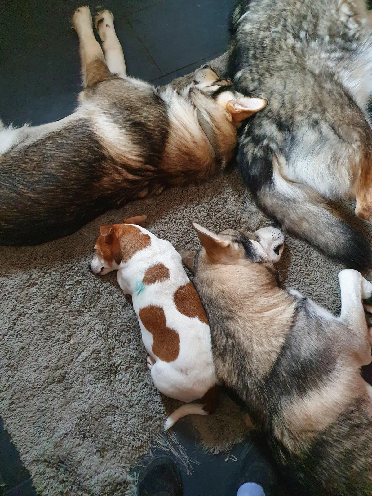 Ali's dogs