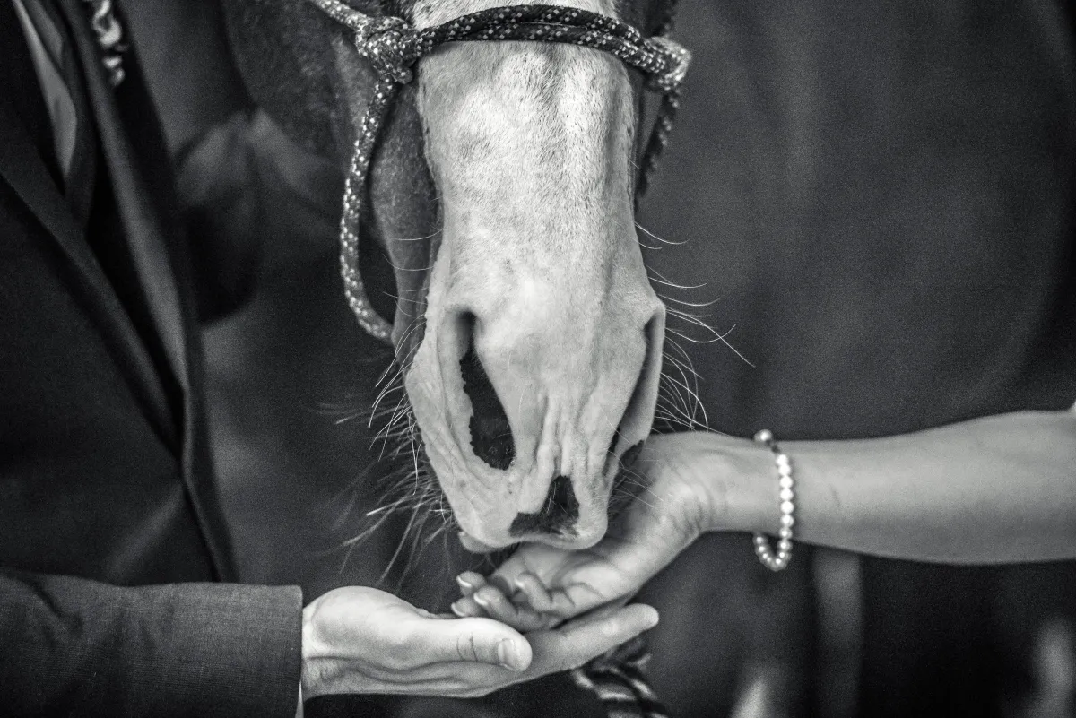 Bride and Groom Feeding Horse | Lotus Wedding Photography