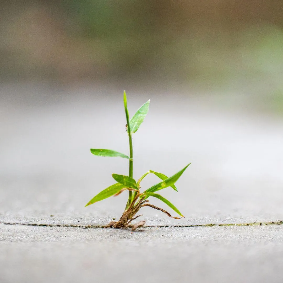 plant growing up through the crack of a sidewalk