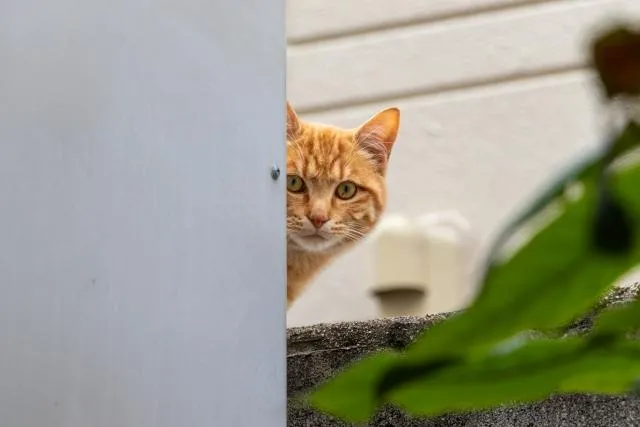 エージェントへのアプライを考えているならちょっと待って！