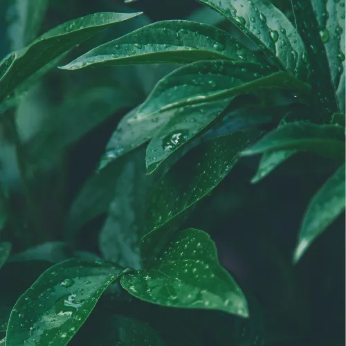 Plants