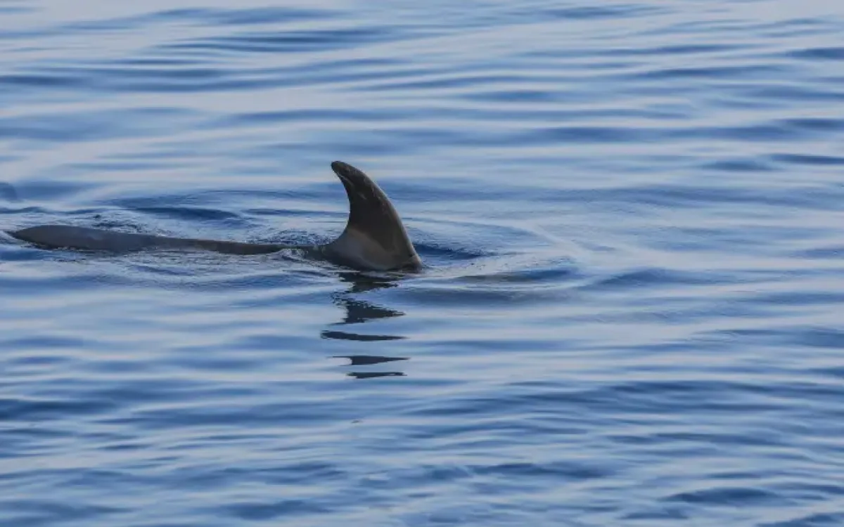 Shark Resurgence in Long Island Sound Sparks Fear Among Boaters and Swimmers