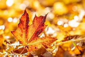 Autumnal Inspiration-Cosy days & Crisp Evenings