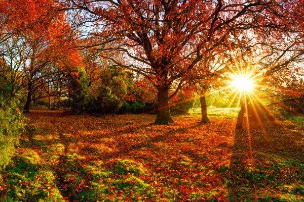 Living in Harmony with Fall: How to Slow Down and Be Present This Season