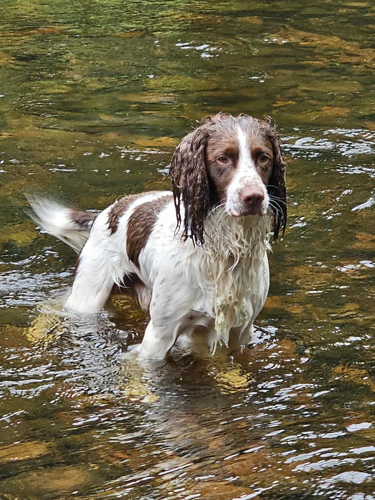 Keep your dogs cool in the summer heat.