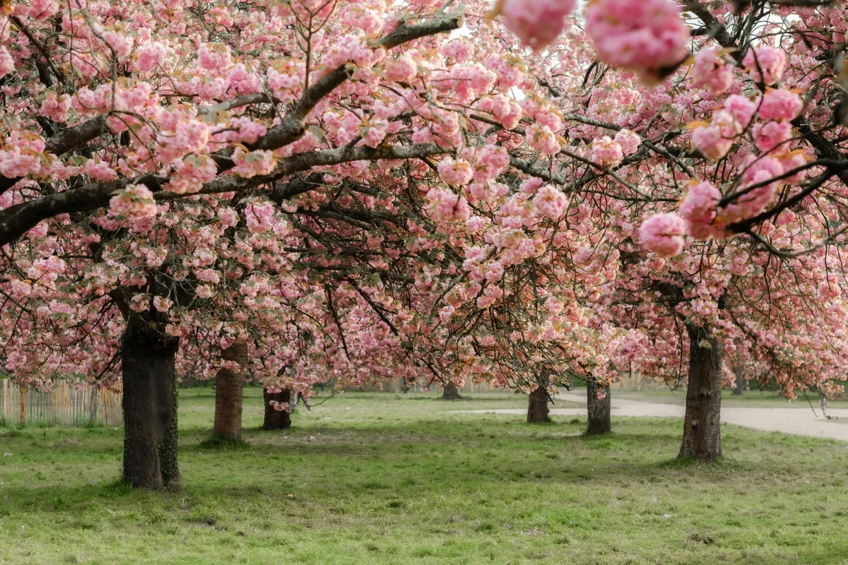 Spring Selling Season: Why Sellers Choose This Time & What the Charlotte Market is Telling Us