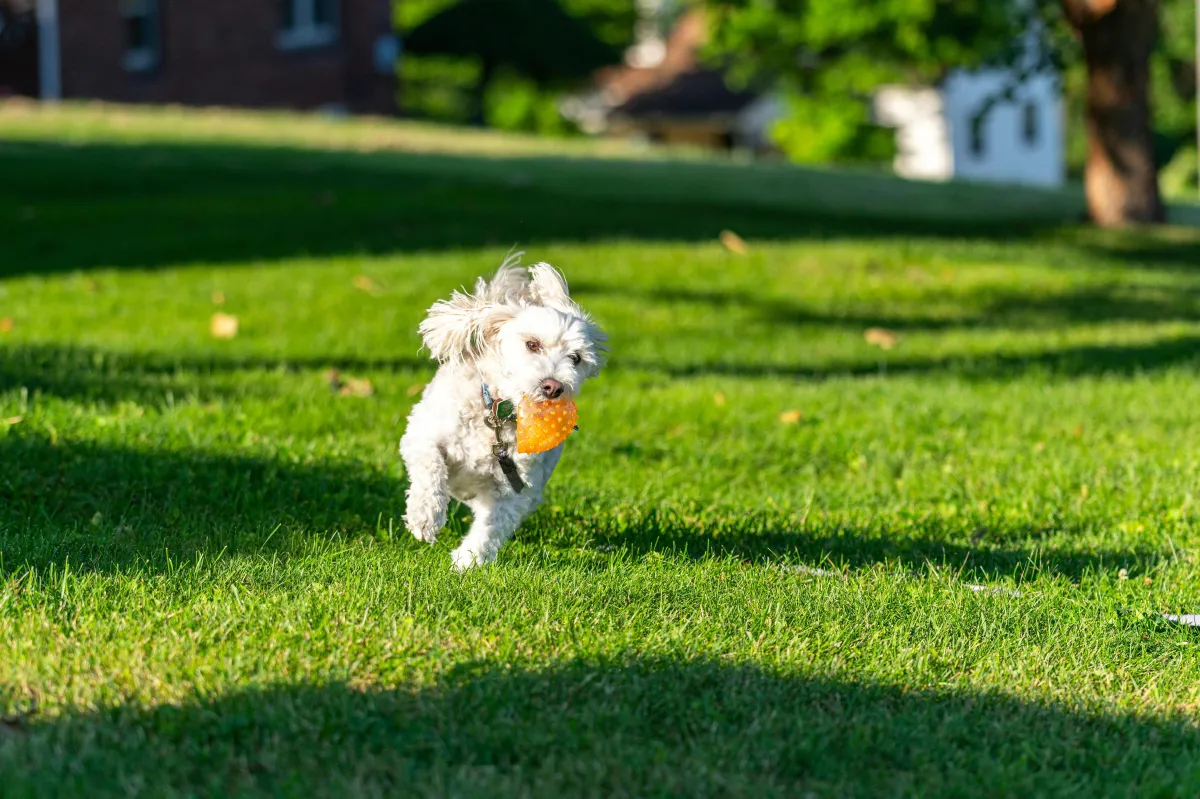 pet friendly living in huntersville