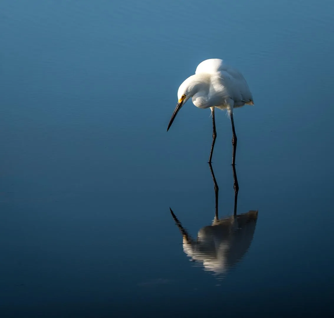 Snowy Egret
