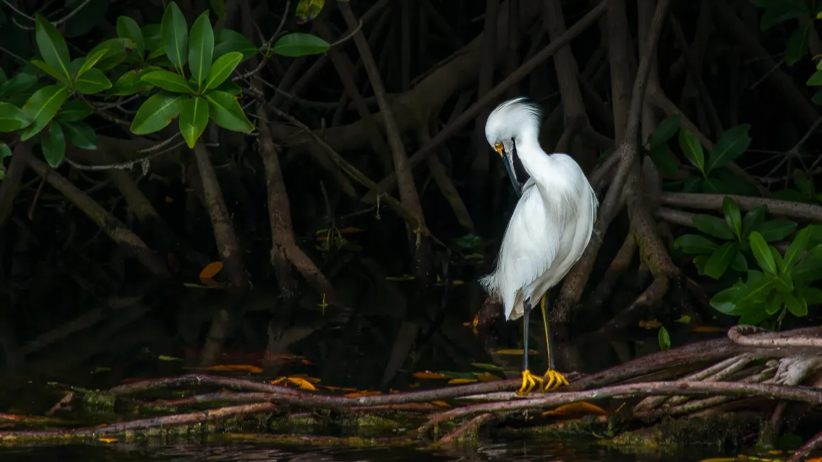 Snowy Egret, Florida Keys
