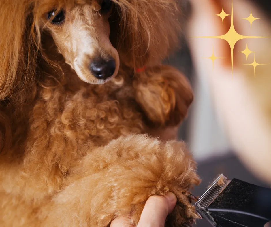 How to Attract Your First 5 Grooming Clients (Without Paying for Ads!)