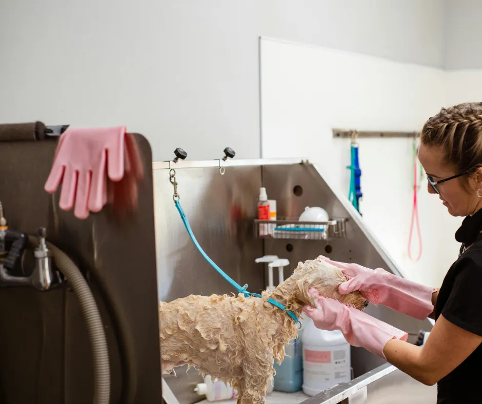 Image of a small cream curly coated dog in the bath being washed by a female dog groomer