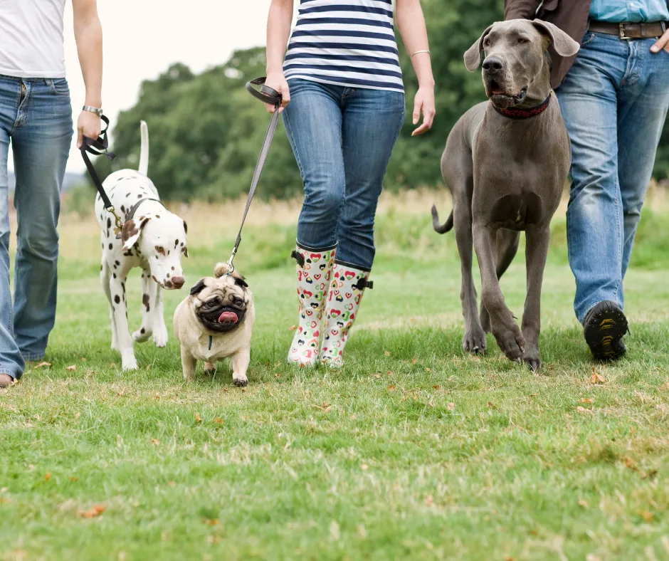 How to Partner with Local Dog People to Grow your Grooming Business