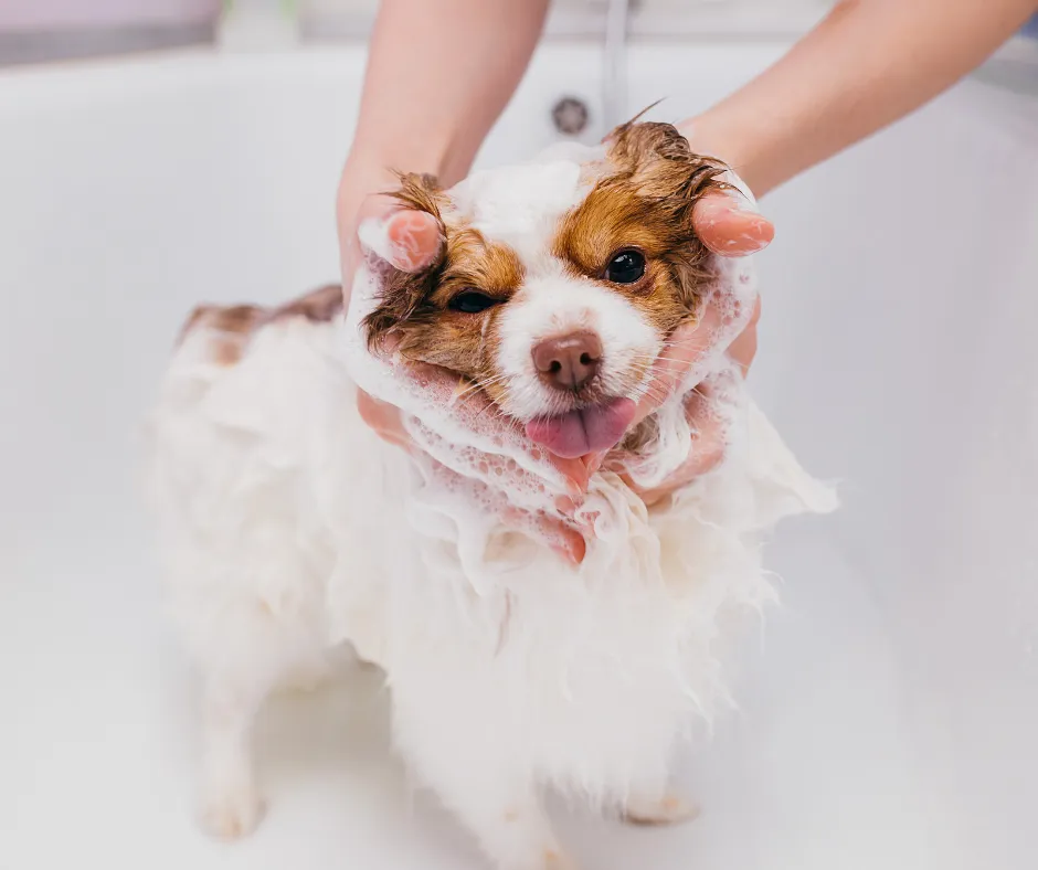 The Low-Cost way to Start your Dream Dog Grooming Business