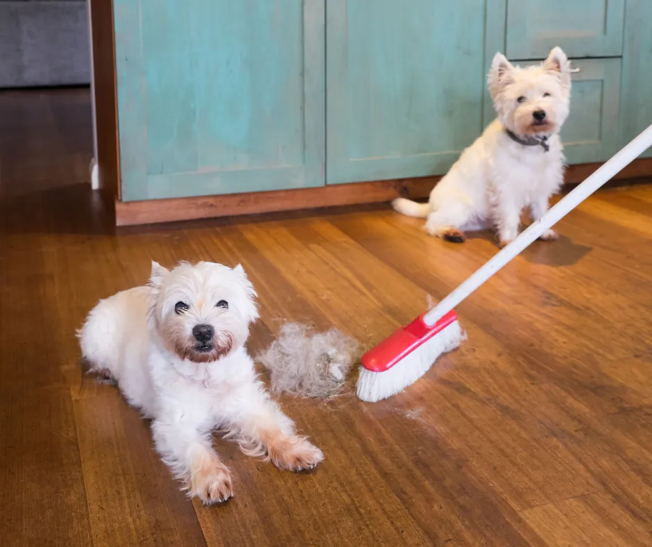 Smart Time-Saving Hacks for Busy Dog Groomers Who Do It All