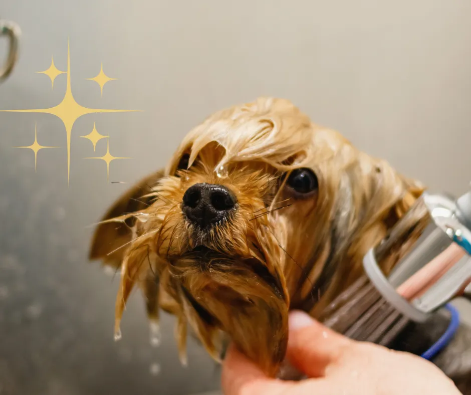 yorkshire terrier being washed