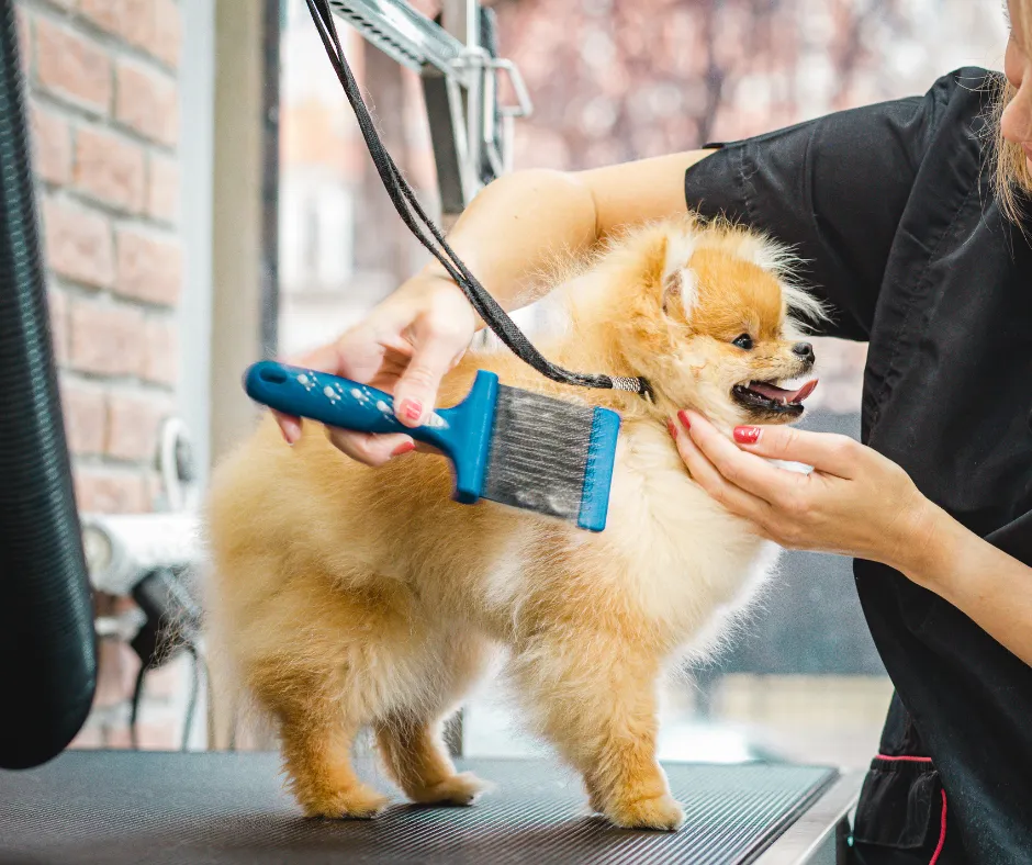 The 7 Biggest Fears Women Have About Starting a Grooming Business — and How to Overcome Them