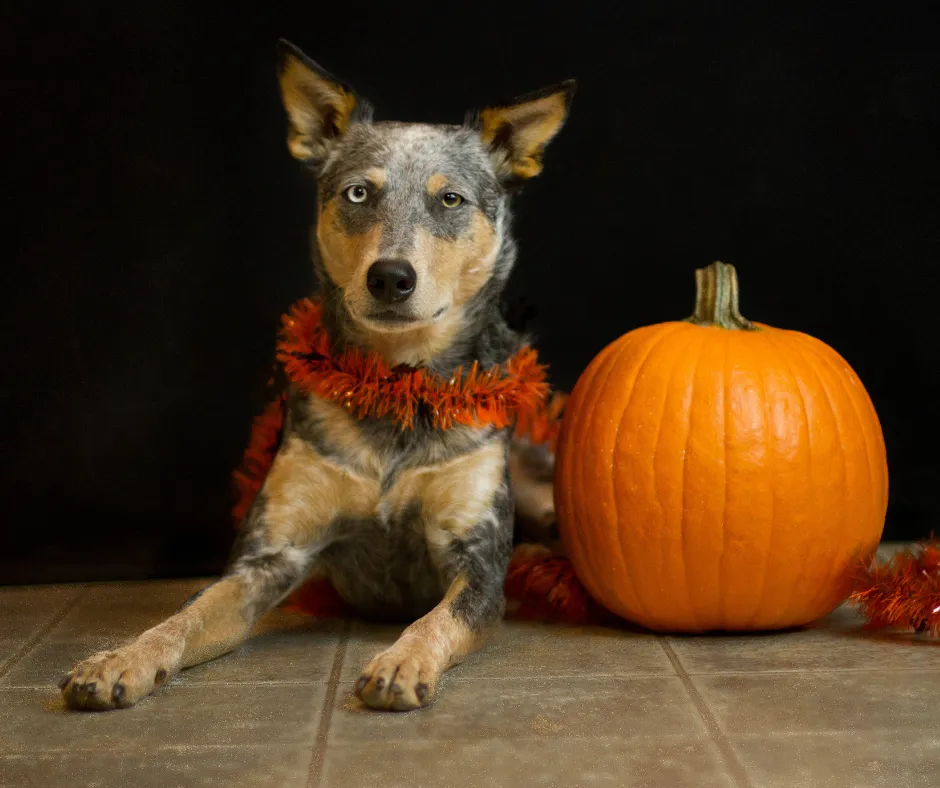 5 Spooktacular Ways to Celebrate Halloween in Your Dog Grooming Business : Treats, Tricks, and Spooky Client Delights