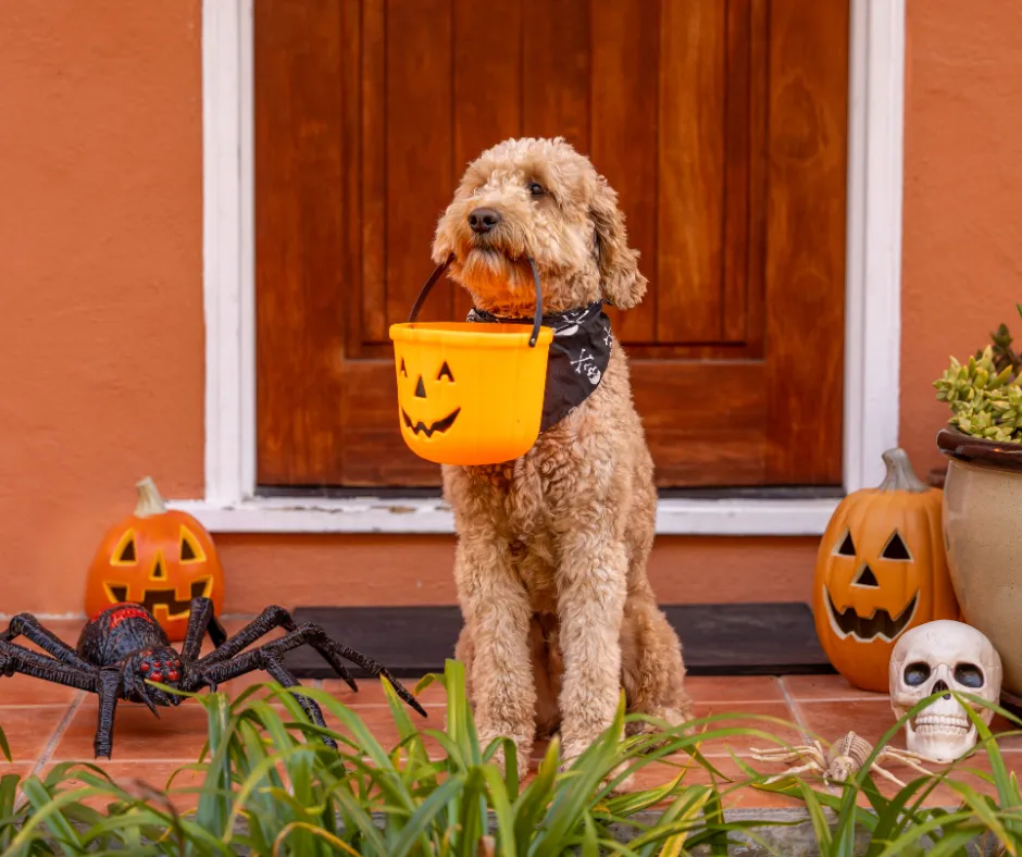 Why a Halloween Giveaway is a Treat for Your Dog Grooming Business