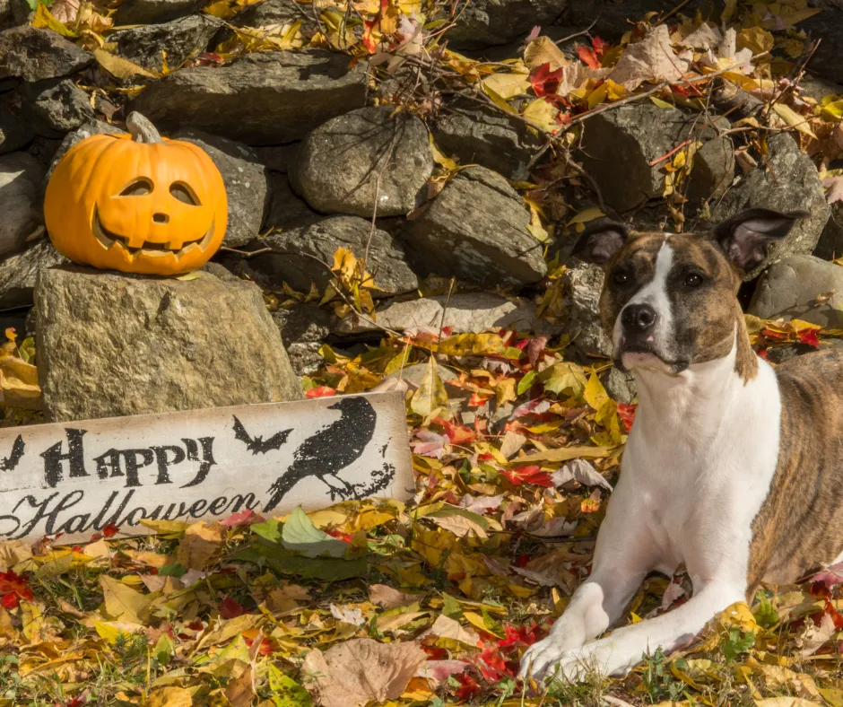 How to Boost Your Dog Grooming Business on Social Media This Halloween