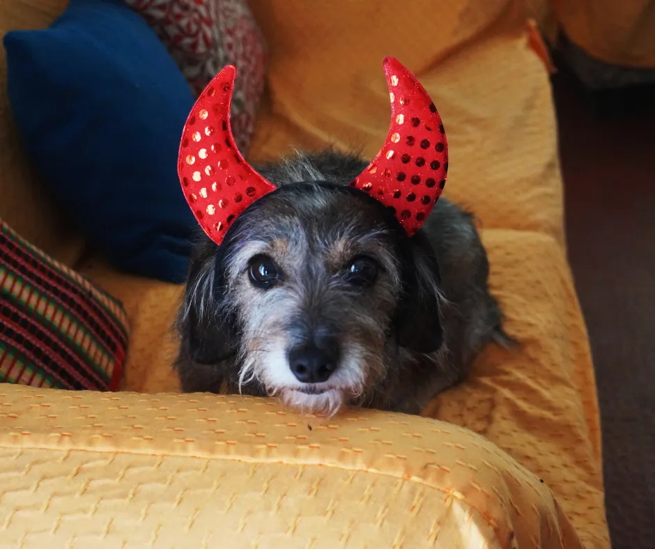 Dog-Friendly Halloween Event Ideas for Your Home-Based Dog Grooming Business