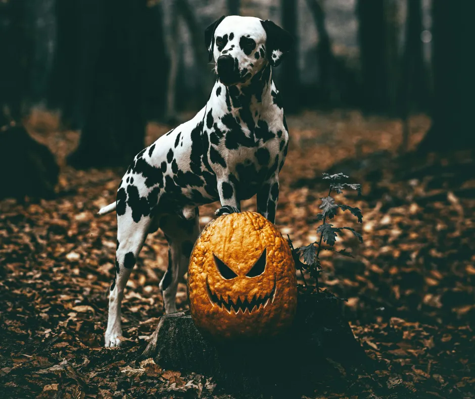 a dalmation standing with his front paws on a pumpkin in the middle of a forest