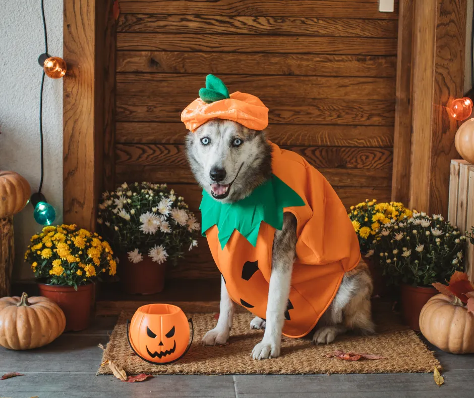 How AI Can Work Its Magic in Your Home Grooming Business