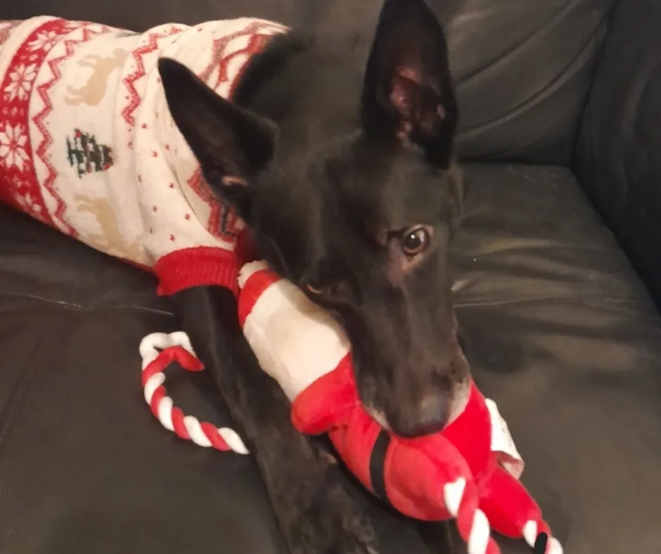 Beat the Holiday Burnout: Essential Tips for Busy Groomers