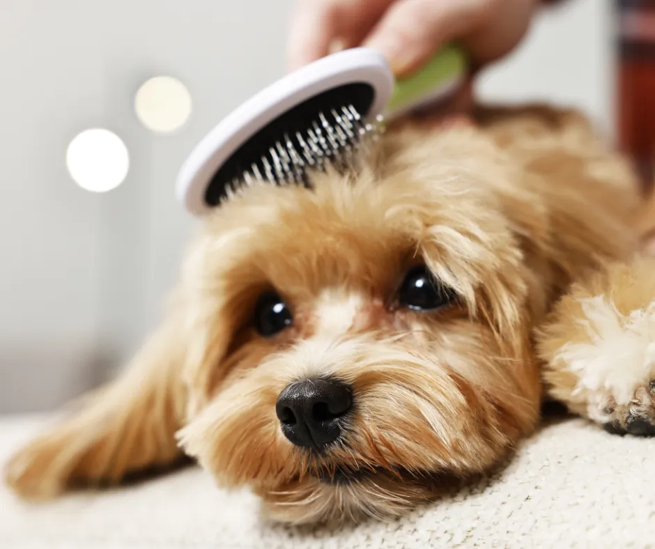 Tips for How to Handle Last-Minute Booking Requests (Without the Stress or the Guilt)