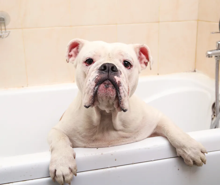 A Realistic Approach to New Year Goal Setting for Home-Based Dog Groomers