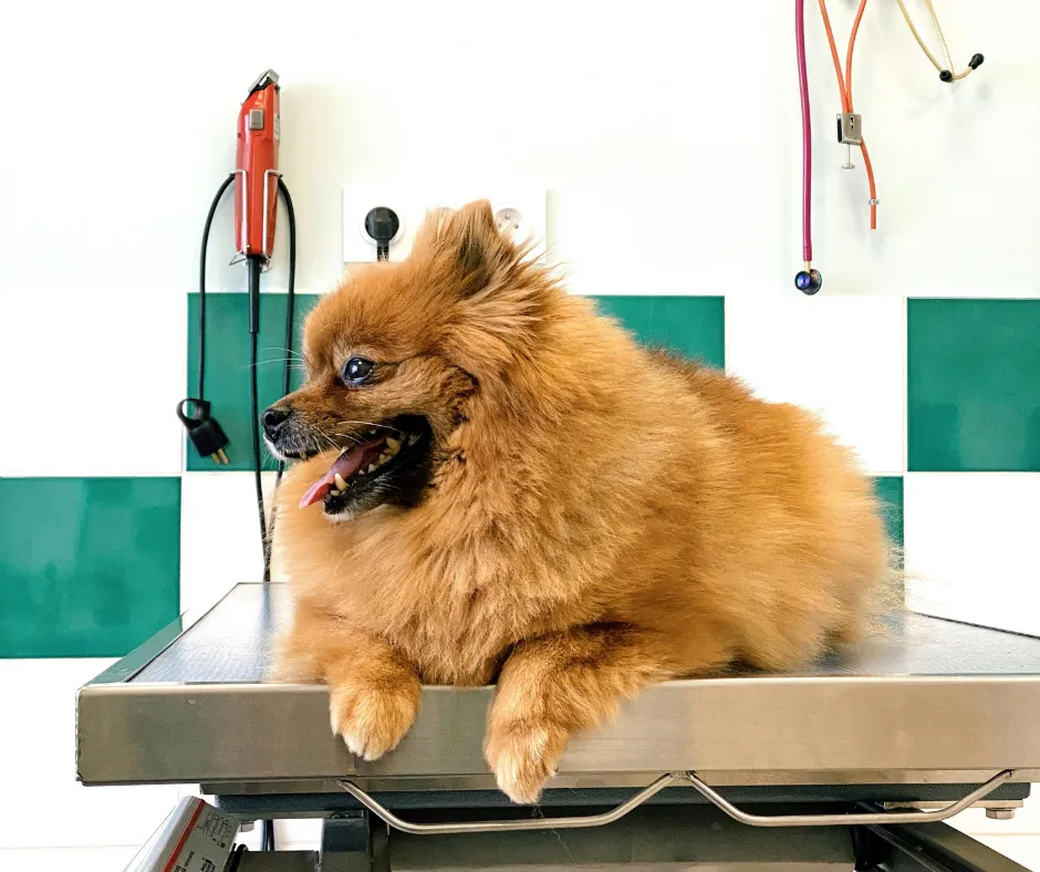 These 5 Goals Separate Hobby Groomers From Confident Business Owners