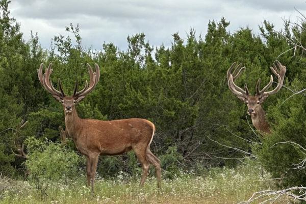 Red Stag Texas