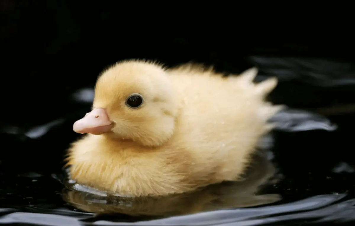 Ducks Love Water
