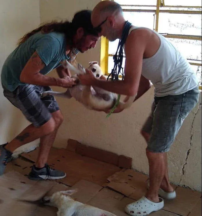 Animal Rescue Mexico