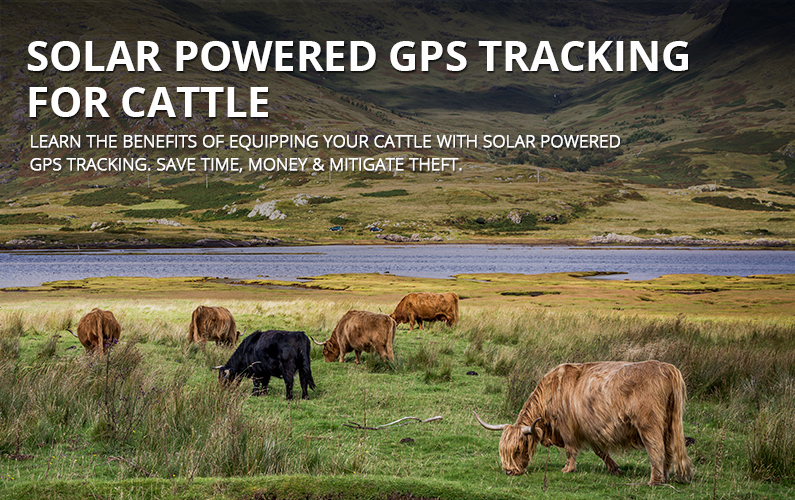 Solar Powered GPS Tracking Devices For Cattle